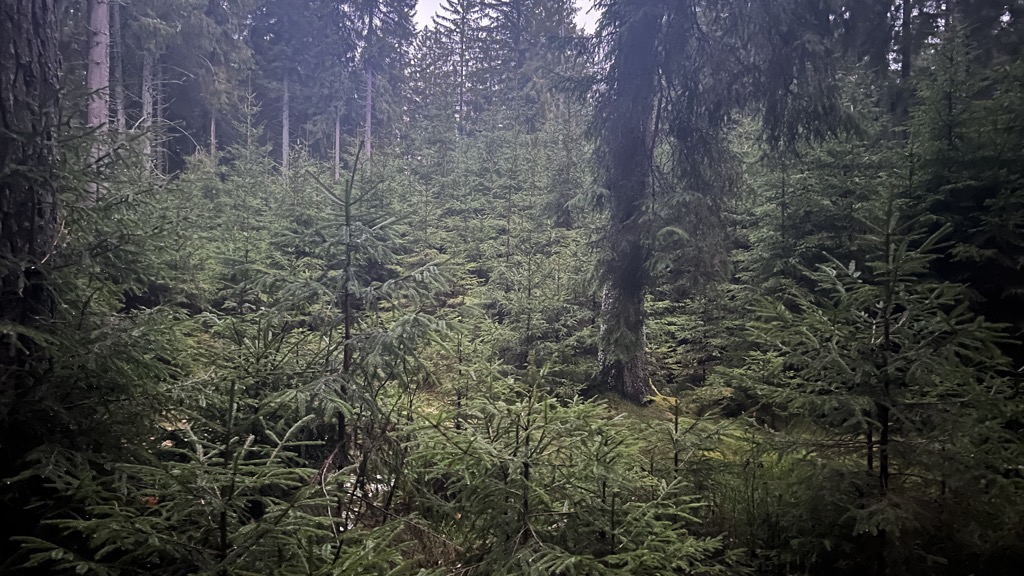 Křenice