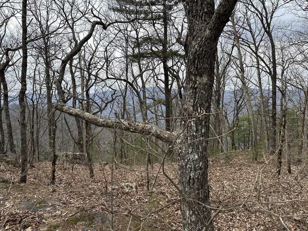 Cedar Mountain