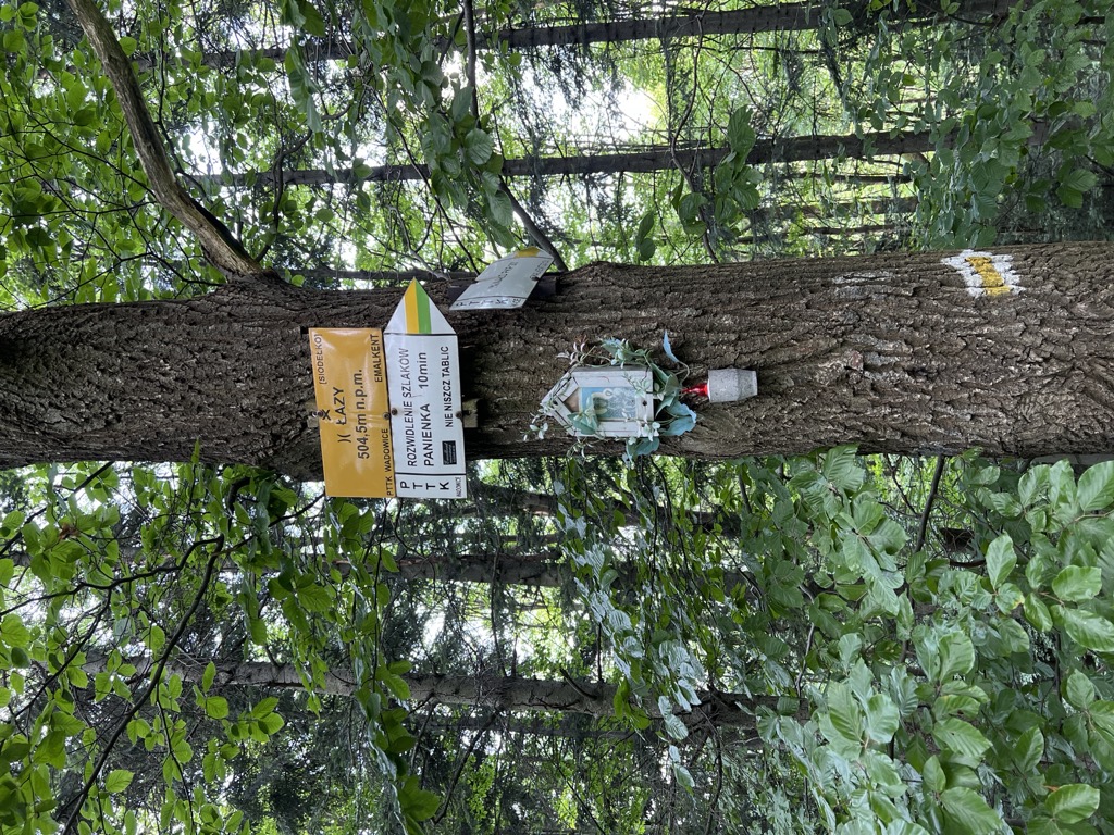 Łazy