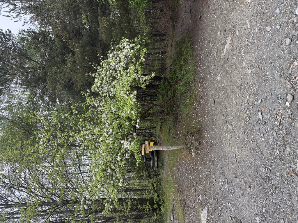 Col de la Pierre Plantée
