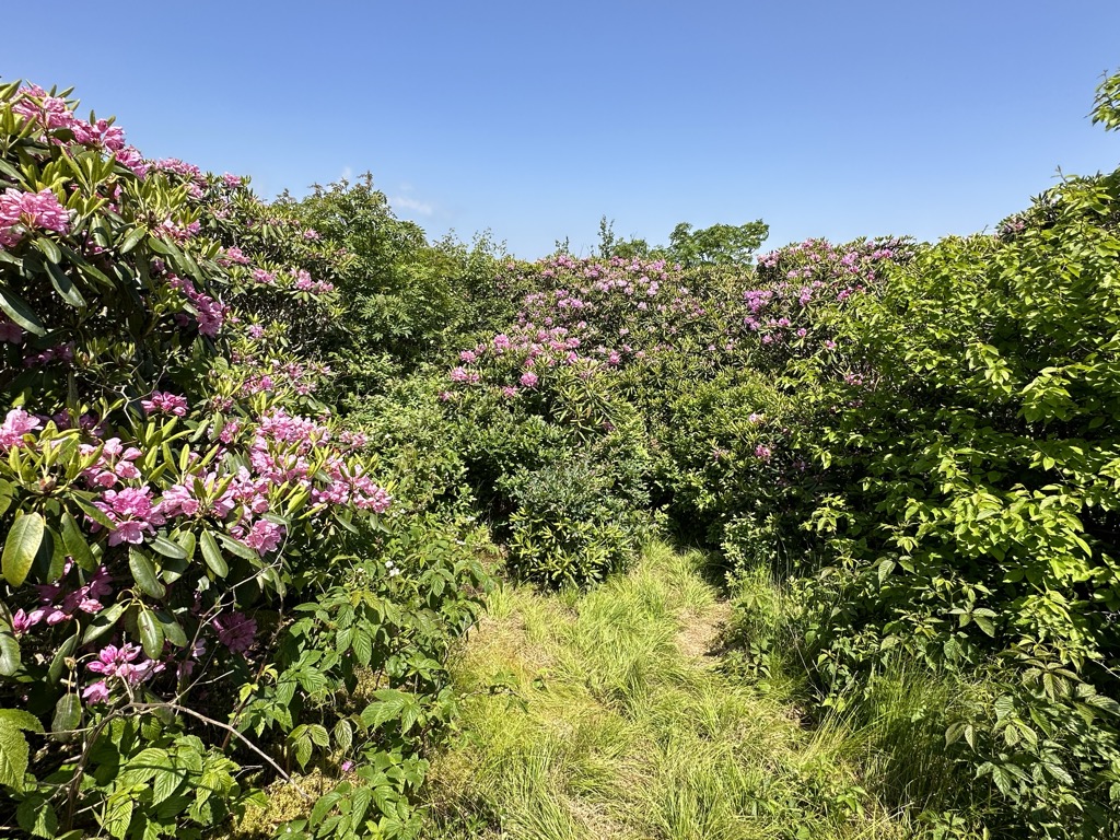 Photo №1 of Craggy Gardens