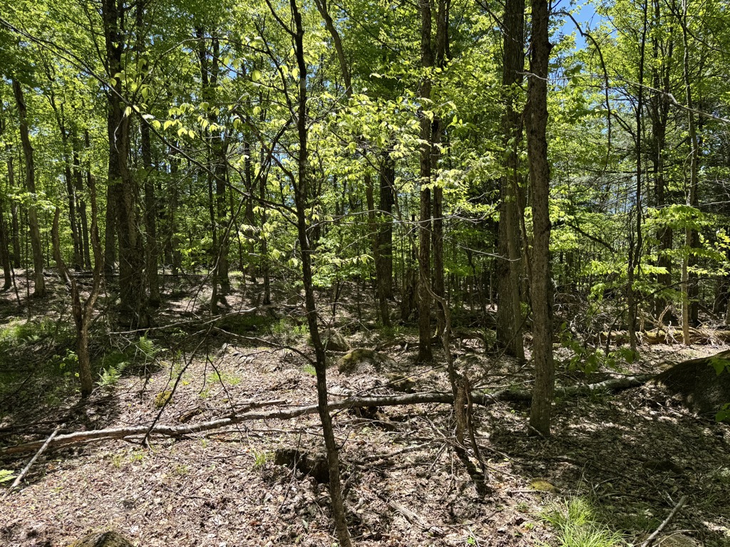 Photo №2 of Cranberry Mountain