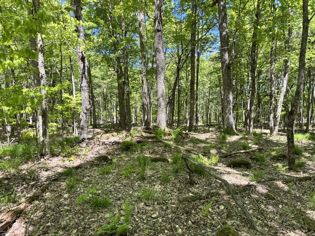 Photo №4 of Cranberry Mountain