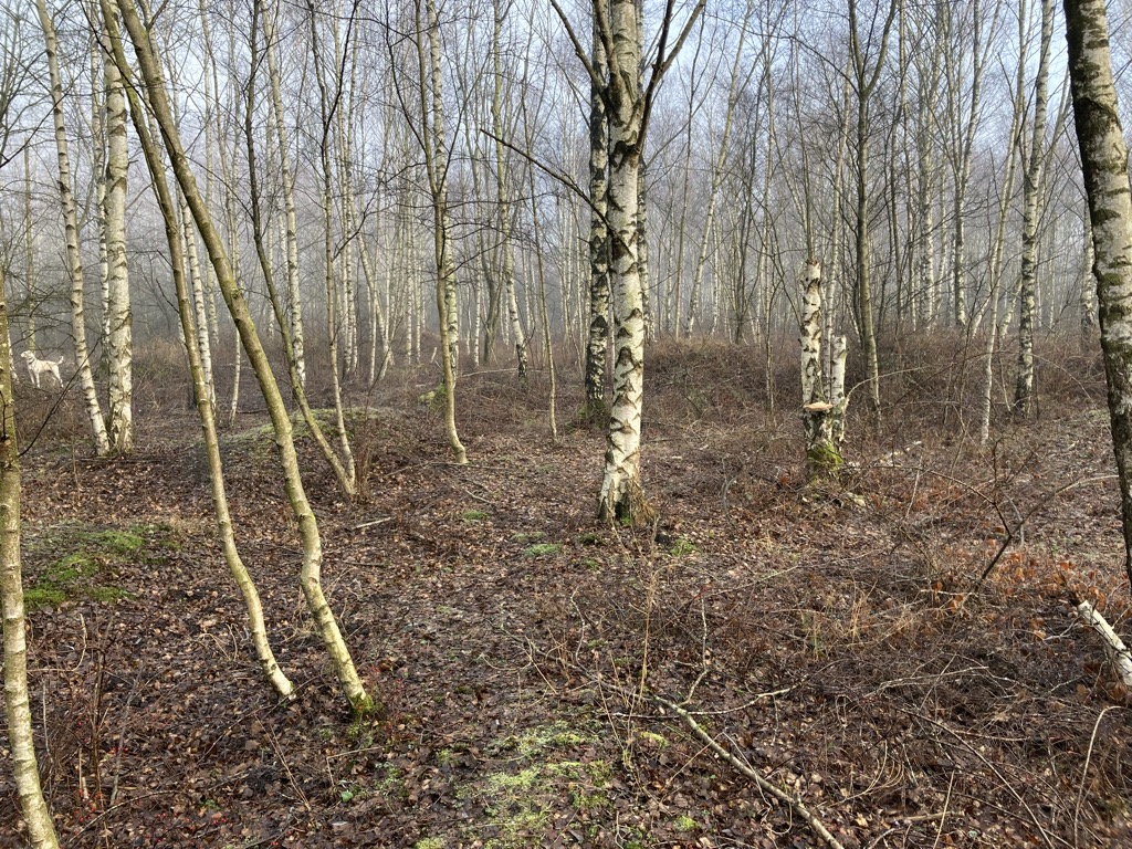 Photo №2 of Terril des Pinchonvalles