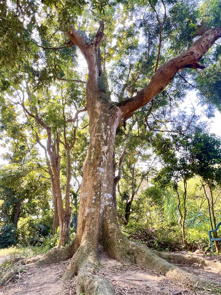 Photo №4 of Dagangshan