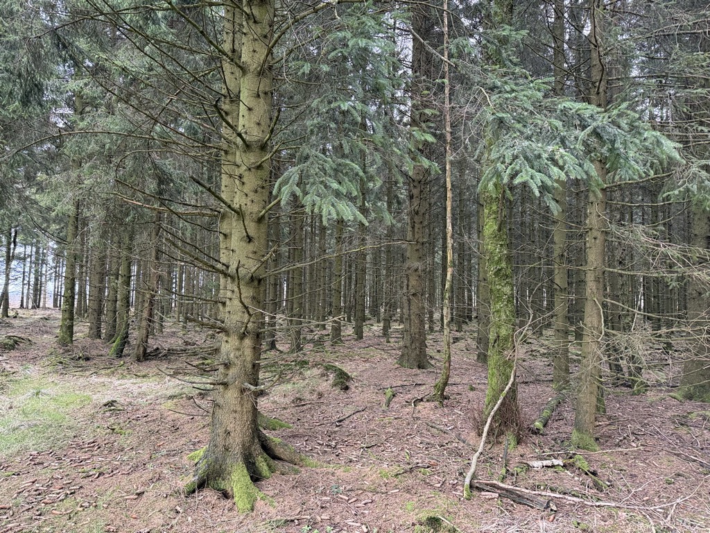 Photo №2 of Das Mörth