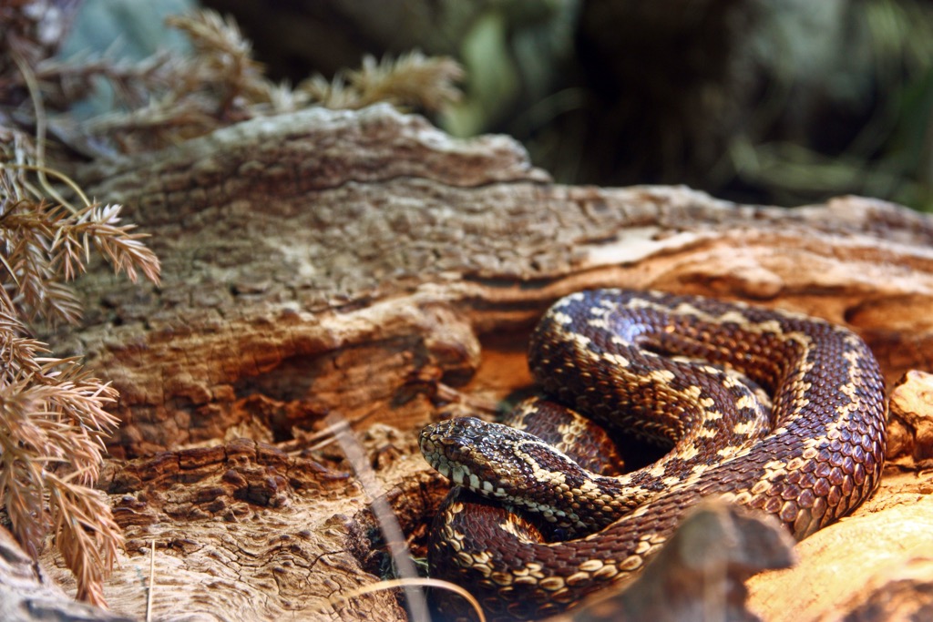 A karst meadow viper. Dinara Nature Park