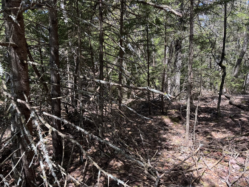 Photo №5 of Douglas Mountain