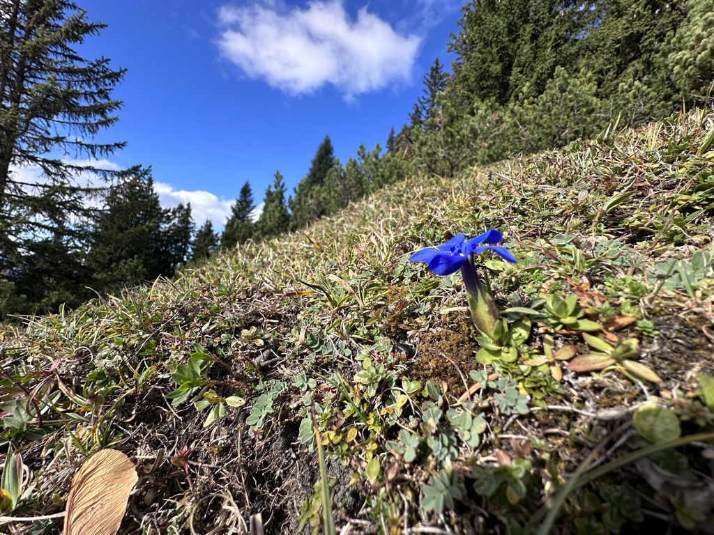 durrnbachhorn-panorama