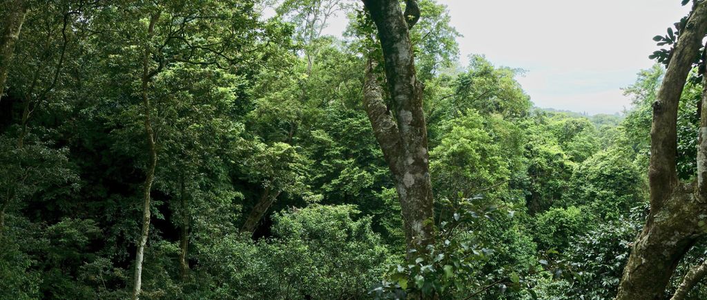 Observing the forest canopy from the aerial boardwalk at Dlinza Forest. eThekwini Metropolitan Municipality