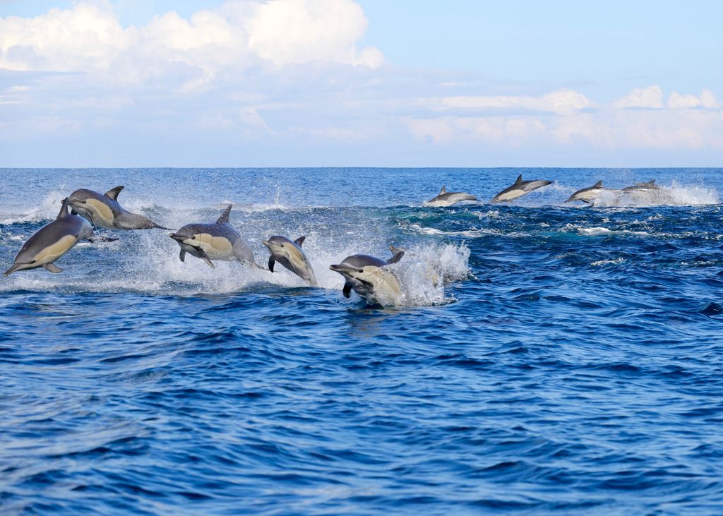 Dolphins off the coast of Durban. eThekwini Metropolitan Municipality