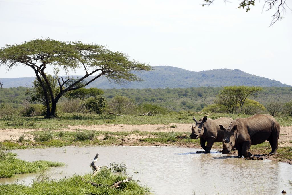 White rhino in the Hluhluwe-Imfolozi Park. eThekwini Metropolitan Municipality