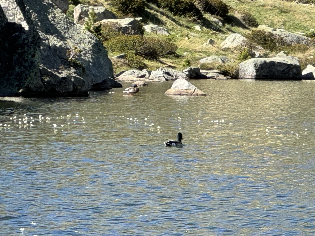 Photo №2 of Estany Primer