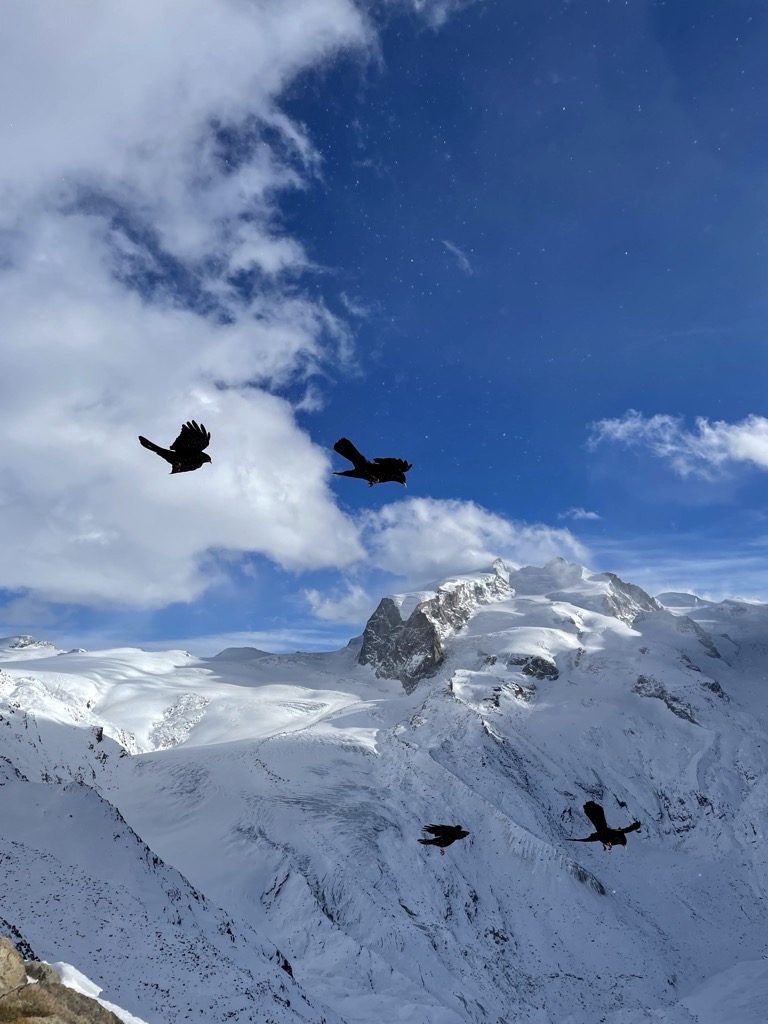 Photo №7 of Gornergrat