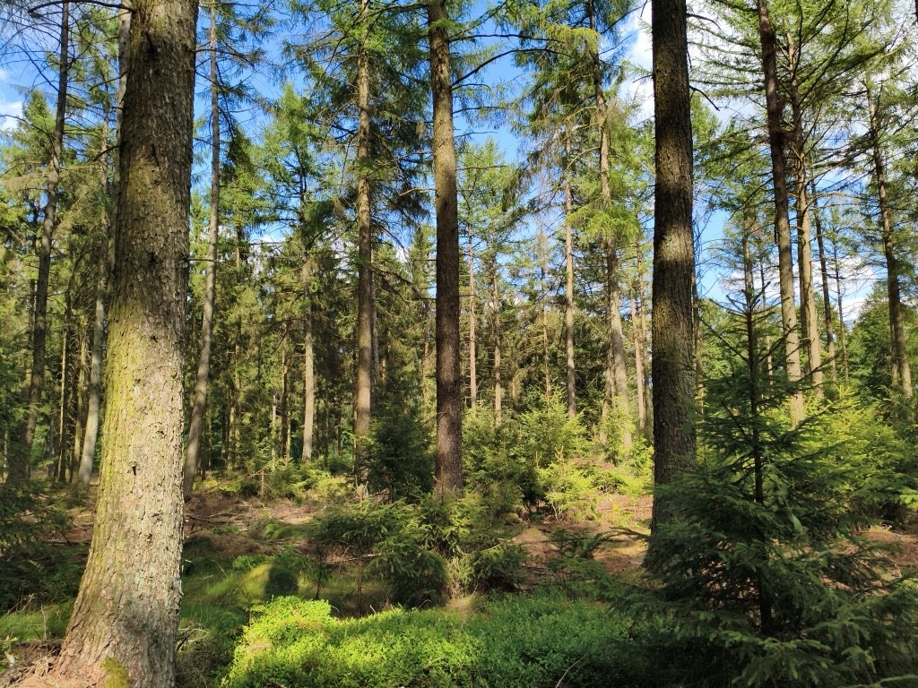 Photo №2 of Grummes Köpfchen