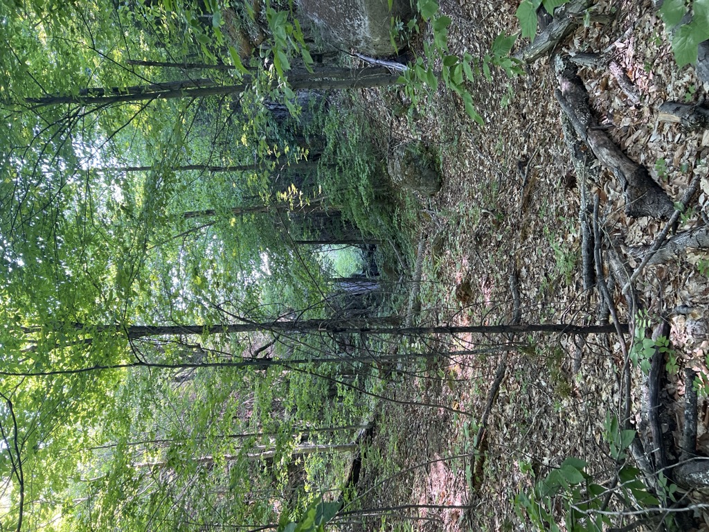 Hedgehog Notch