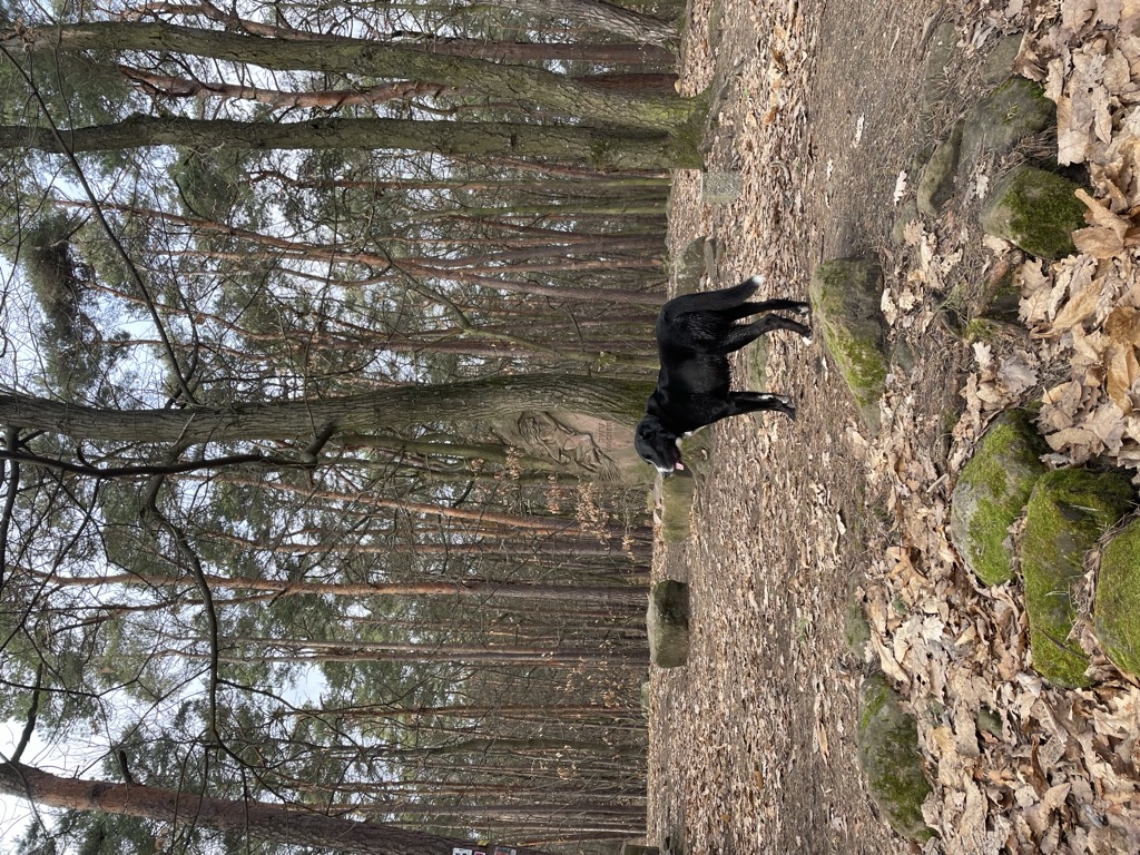 Photo №8 of Hexenstein