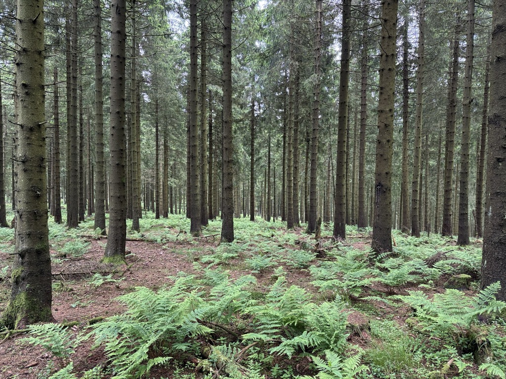 Photo №2 of Hillekopf