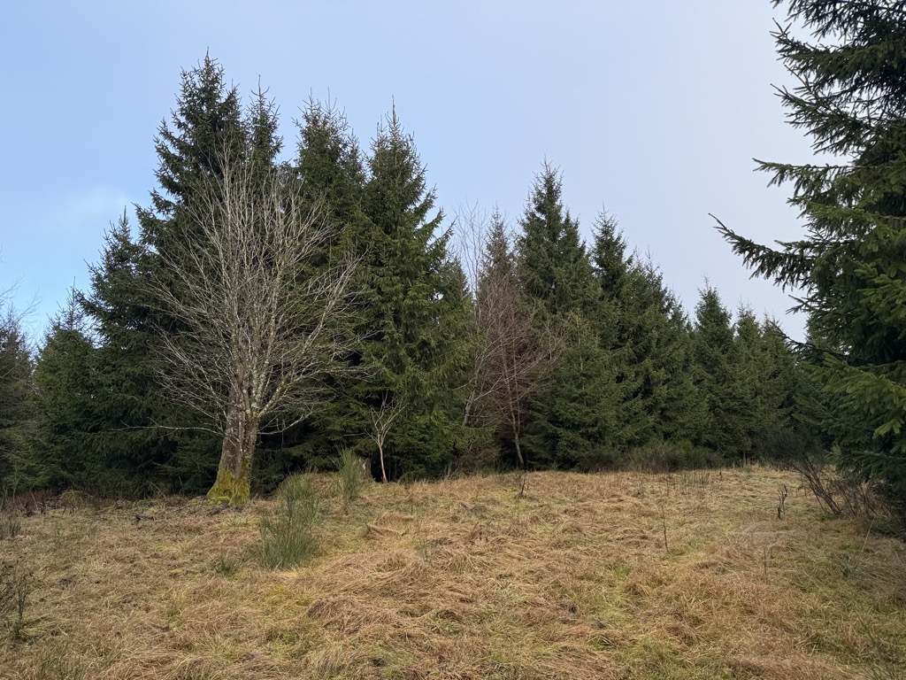 Photo №2 of Himmelskrone