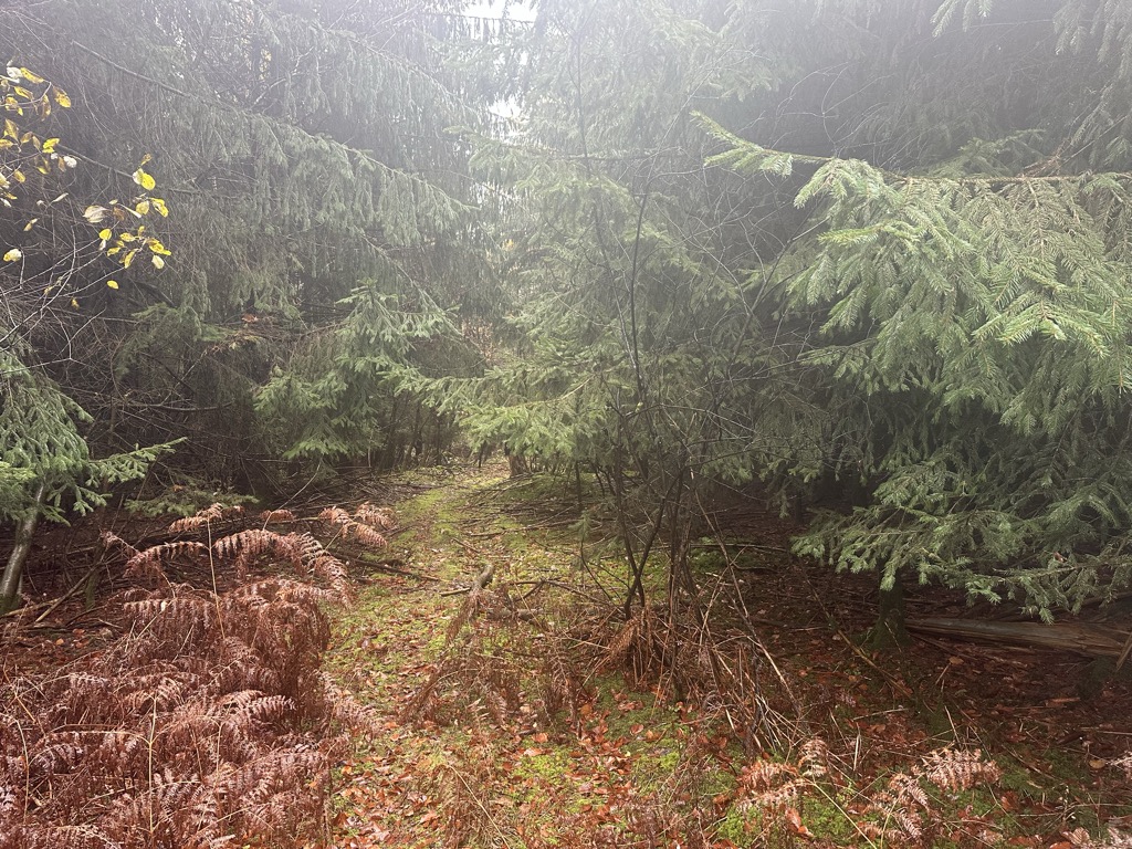 Photo №2 of Hohholz