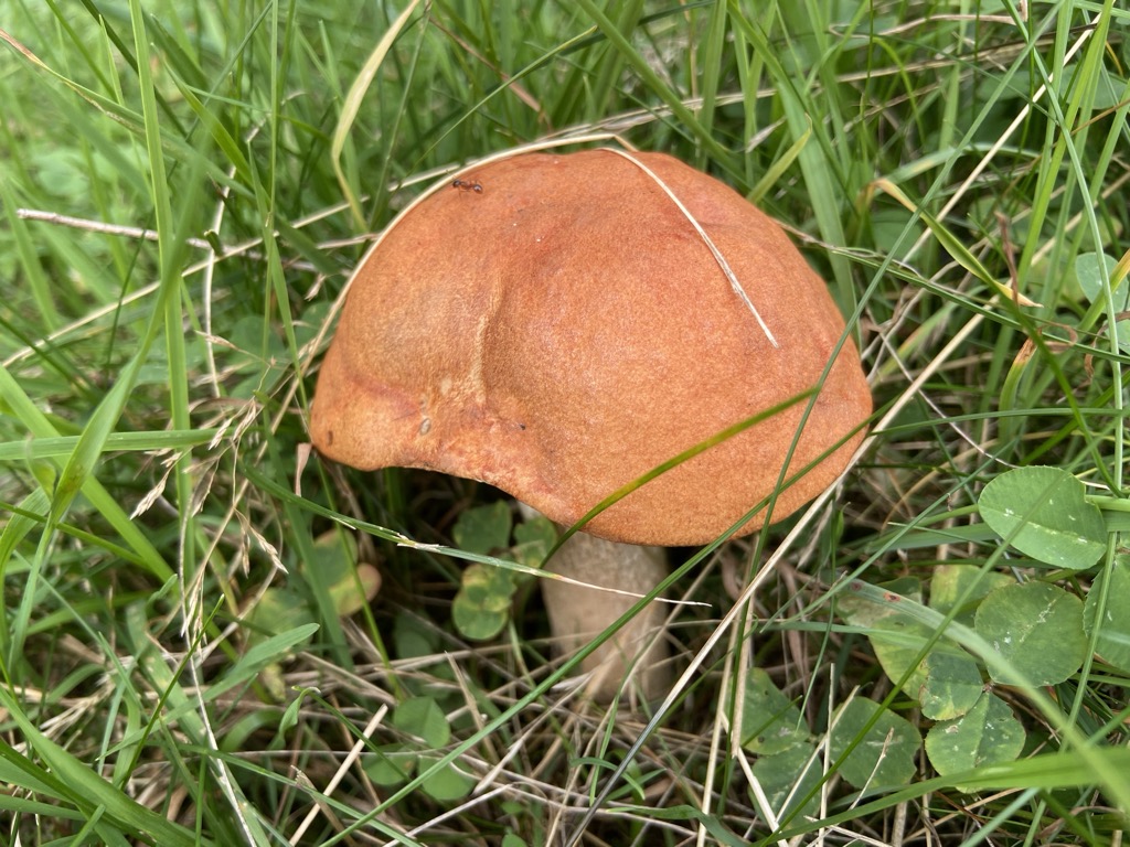 Humbierk