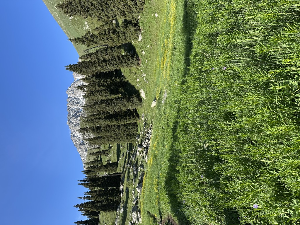 Hut Terra Glade
