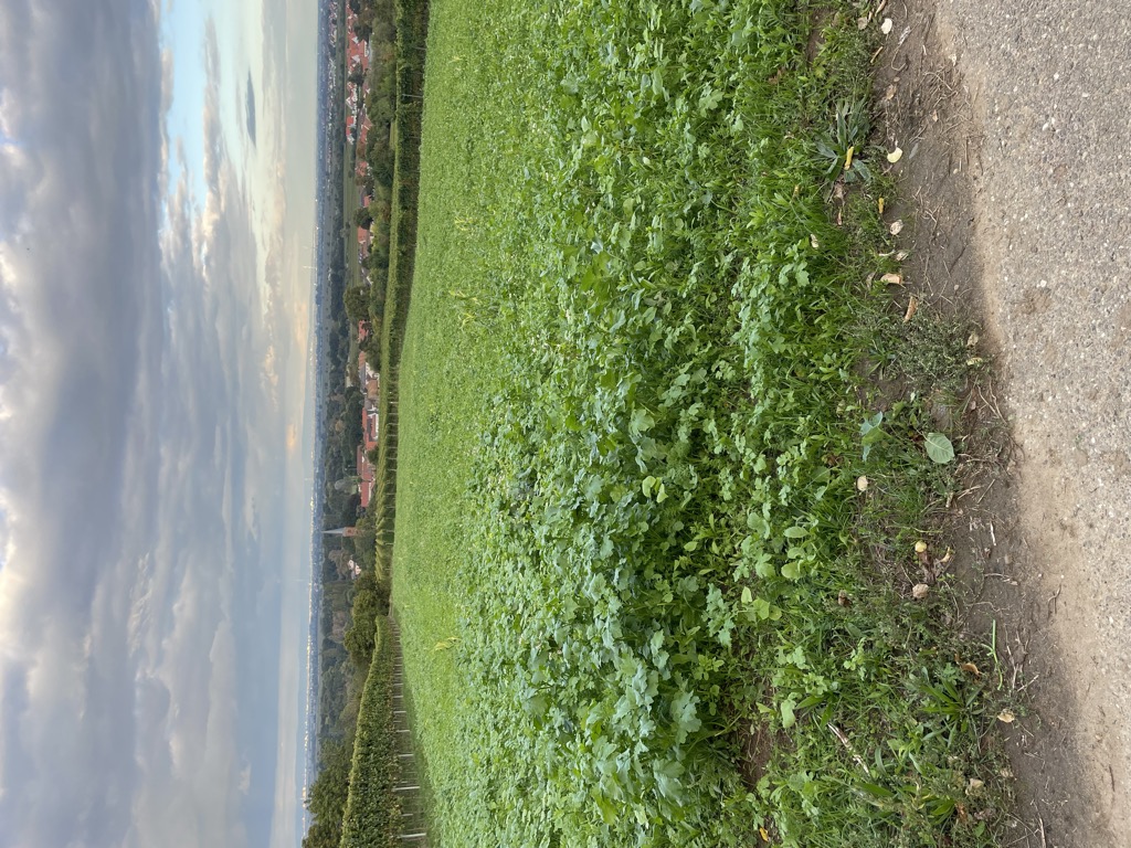 huttenwingert