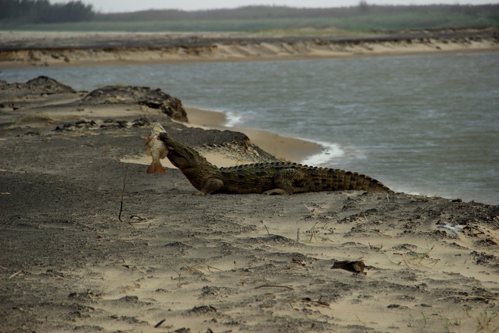 A Nile crocodile with prey. iSimangaliso Wetland