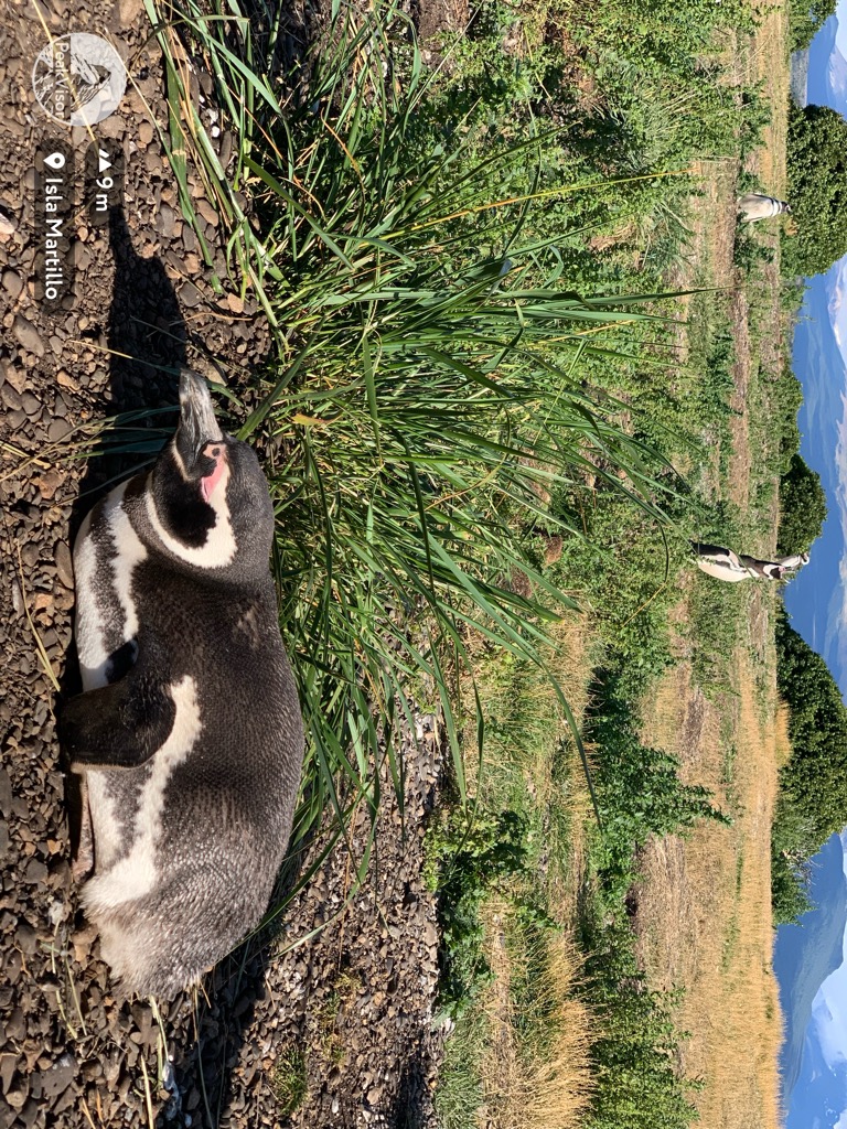 Photo №2 of Isla Martillo