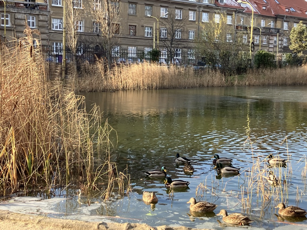 Photo №2 of Jazierko v Mestskom Parku