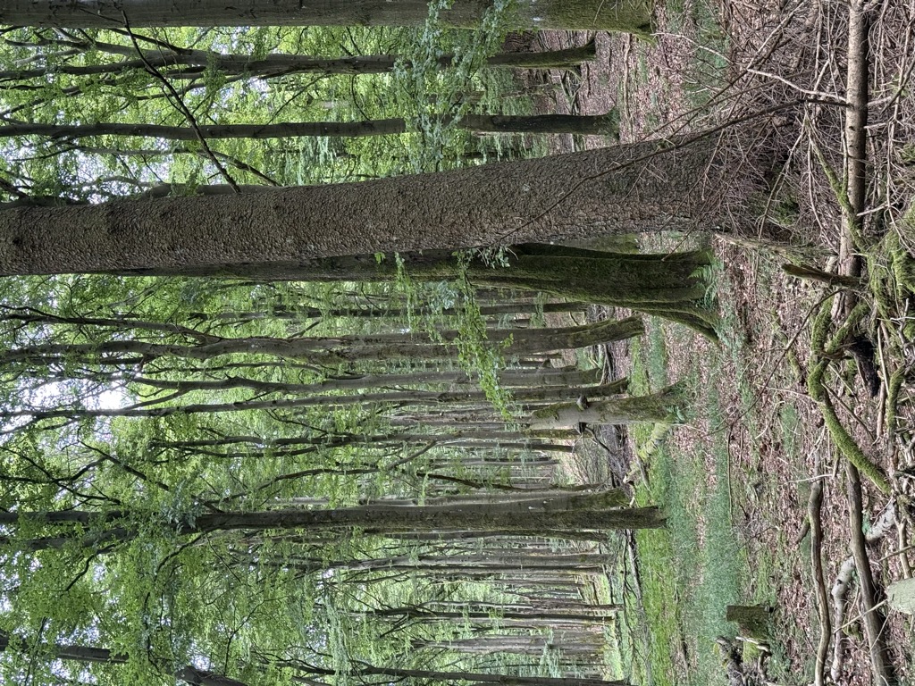 Photo №2 of Junge Grimme
