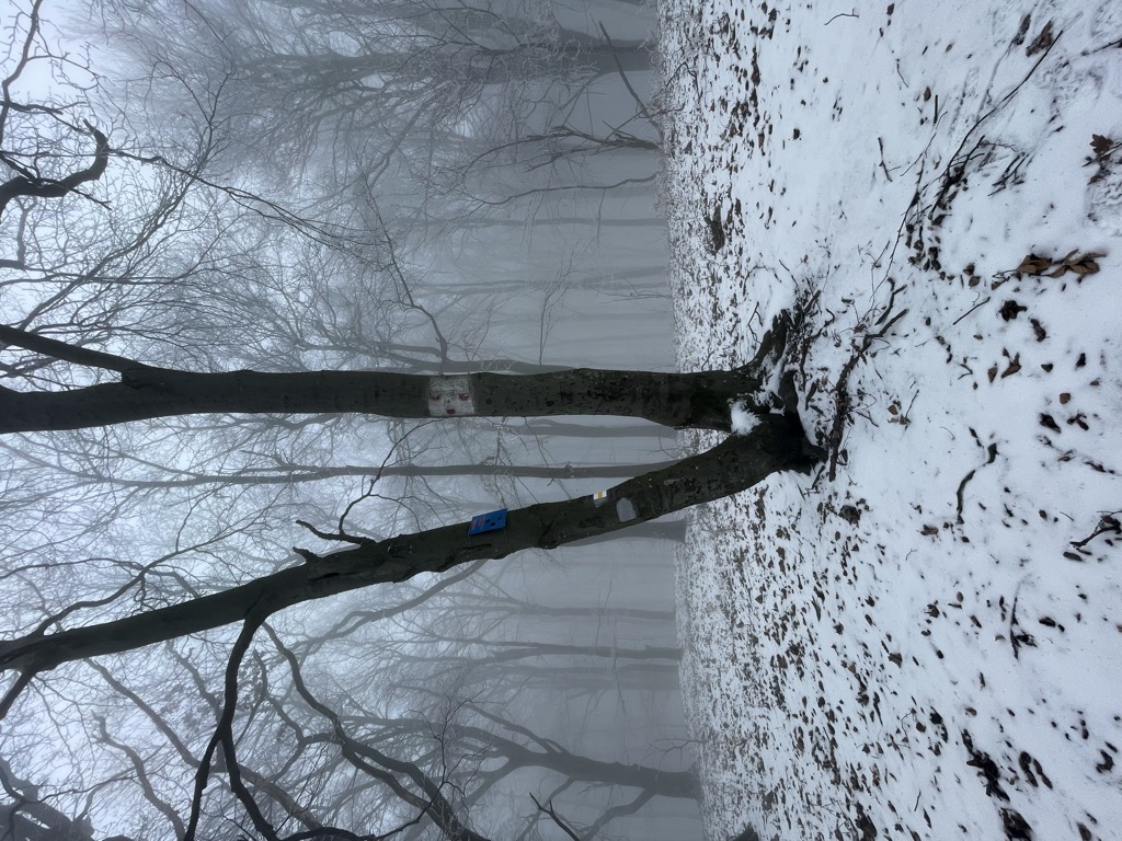 Photo №1 of Kámor