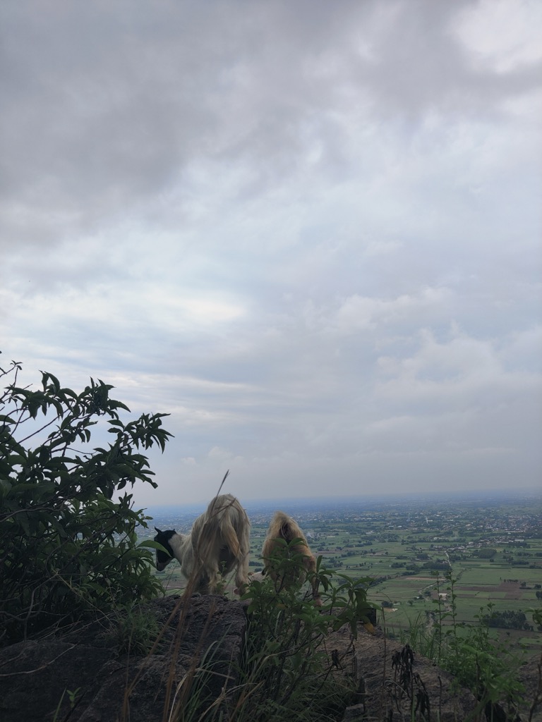 Photo №4 of Karamar