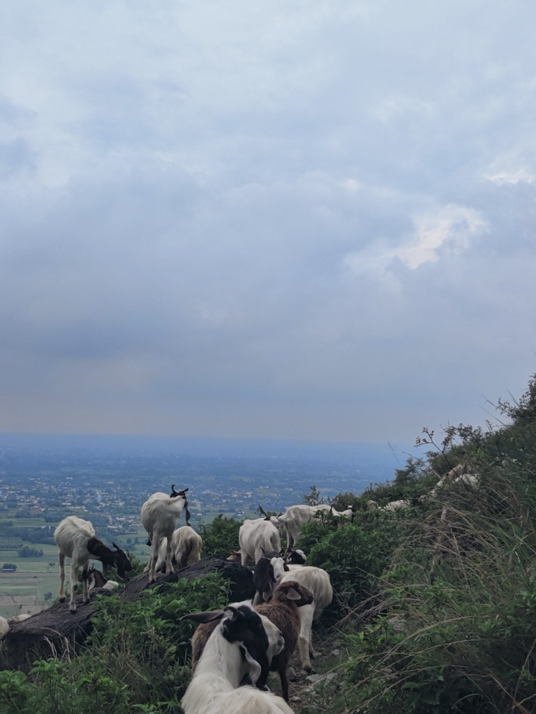 Photo №6 of Karamar