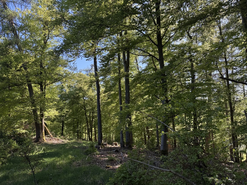 Photo №2 of Kleiner Buchenfürst
