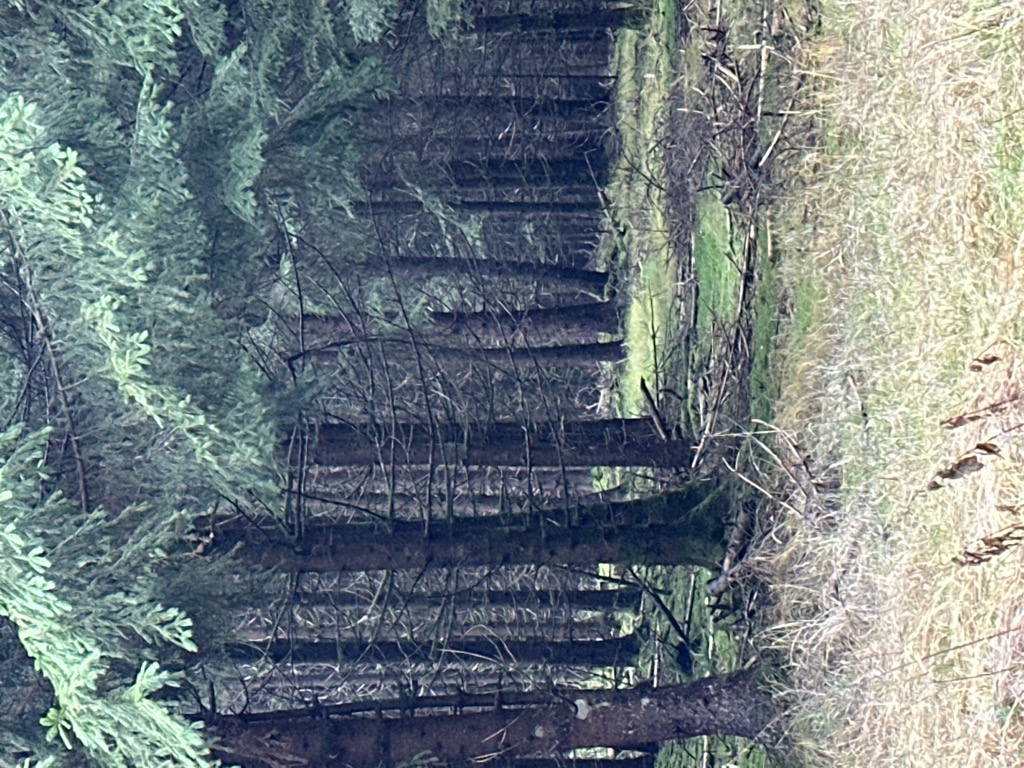 Photo №2 of Kolmannswald