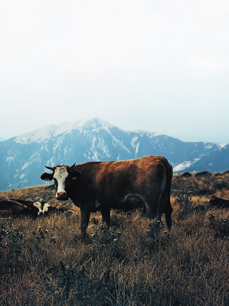 Photo №1 of Kópsi