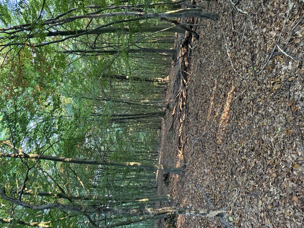 Photo №2 of Krähenberg