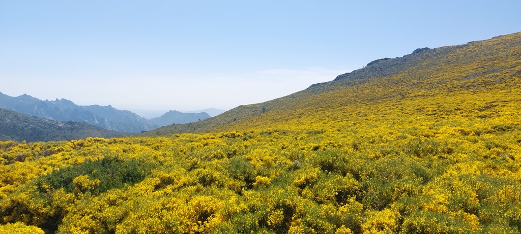 Photo №2 of La Maliciosa