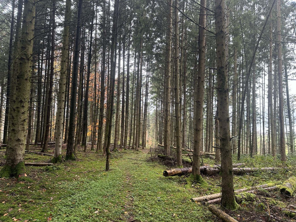 Photo №2 of Lausberg