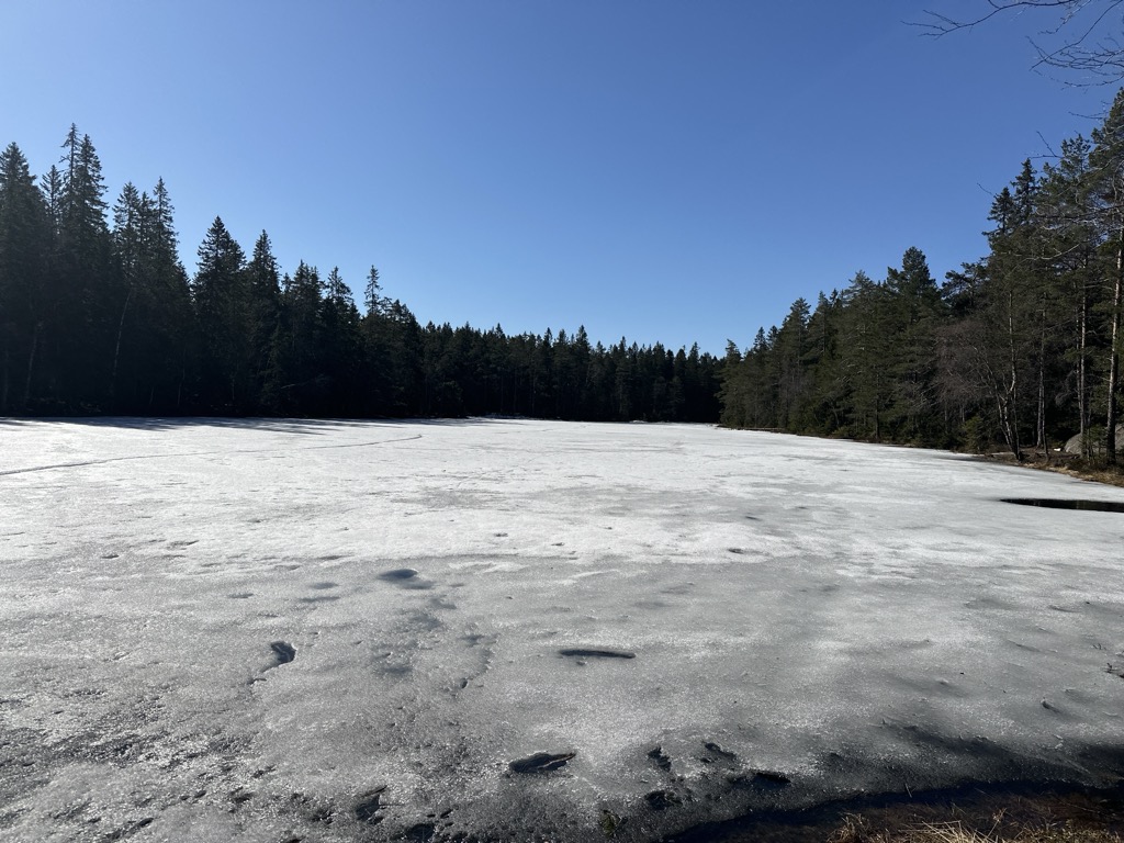 Lauvtjern