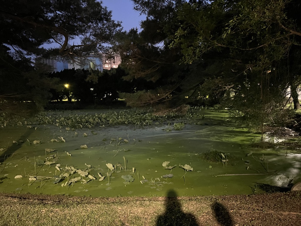 Photo №3 of Lotus pond