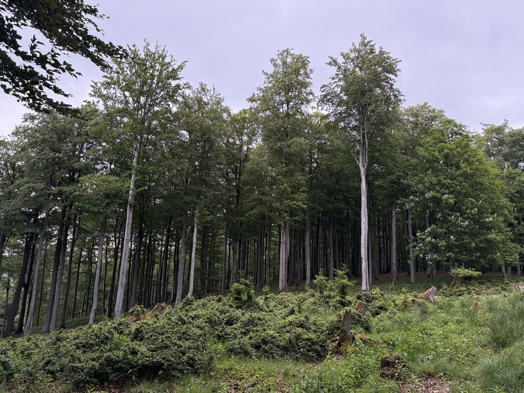 Photo №2 of Lützelskopf