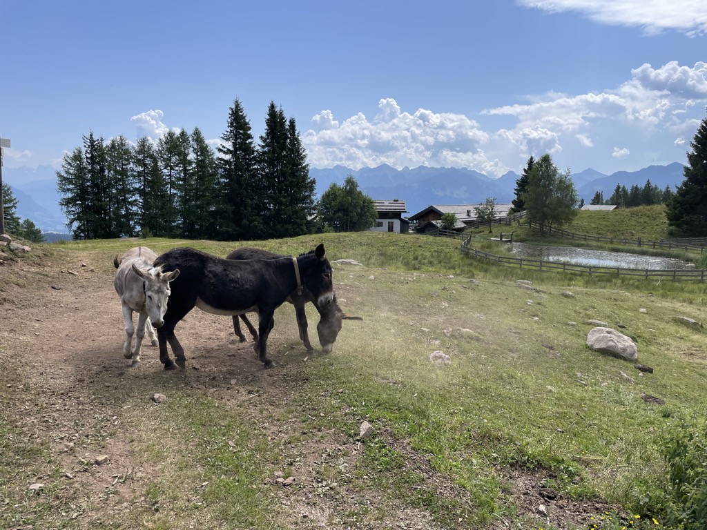 malga-monte-corno-trudner-horn-alm-4