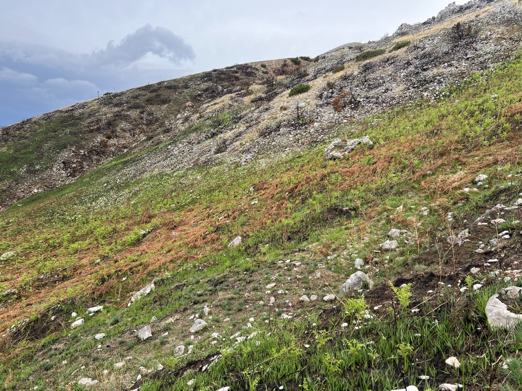 Photo №3 of Micekut te Shemerise