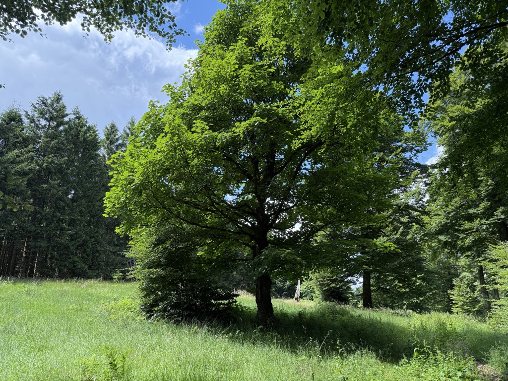 Photo №1 of Mittelsberg