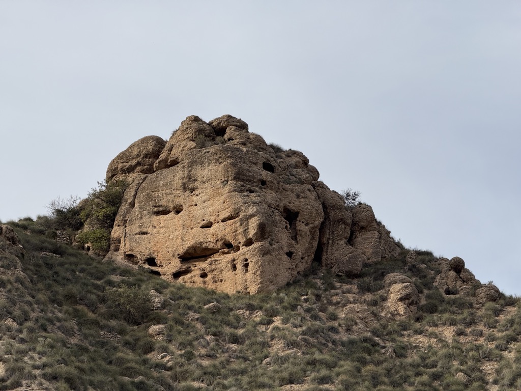 Photo №3 of Monkey's head