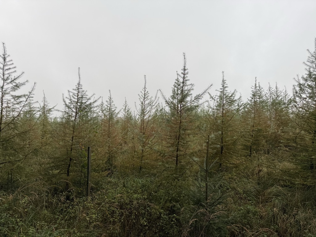 Photo №2 of Mordkopf