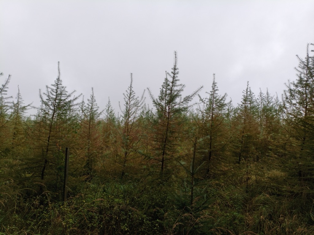 Photo №1 of Mordkopf