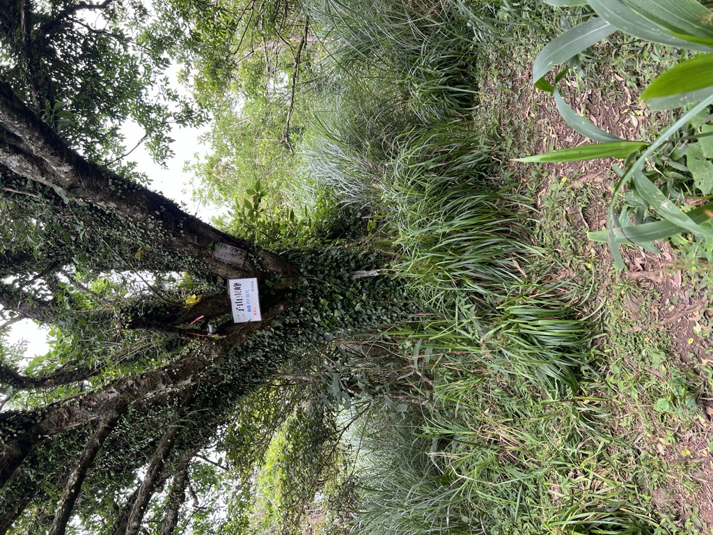 Photo №1 of Mt. Erzi